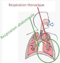 Respiration abdominale vs respiration thoracique