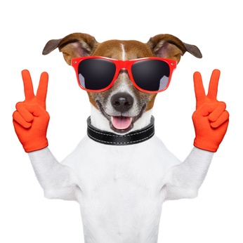 peace and victory fingers dog